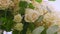Closeup panorama on wedding decoration made from white flowers and roses