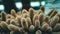 Closeup panoramic shot of cactus plants with windows on the background