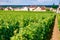 Closeup panoramic shot rows summer vineyard scenic landscape, plantation, beautiful wine grape branches, sun, limestone land.