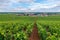 Closeup panoramic shot rows summer vineyard scenic landscape, plantation, beautiful wine grape branches, sun, limestone land.