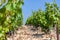 Closeup panoramic shot rows summer vineyard scenic landscape, plantation, beautiful wine grape branches, sun, sky