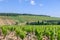 Closeup panoramic shot rows summer vineyard scenic landscape, plantation, beautiful wine grape branches, sun, sky