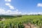 Closeup panoramic shot rows summer vineyard scenic landscape, plantation, beautiful wine grape branches, sun, sky