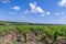 Closeup panoramic shot rows summer vineyard scenic landscape, plantation, beautiful wine grape branches, sun, sky