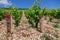 Closeup panoramic shot rows summer vineyard scenic landscape, plantation, beautiful wine grape branches, sun, sky