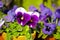 Closeup of pansy flowers growing in ceramic and clay pots in home garden or greenhouse. Purple, white, blue and black