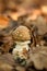 Closeup of panther cap mushroom