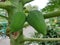 Closeup papaya fruits on tree