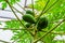 Closeup of papayas growing on a papaya plant, tropical fruiting plant specie from America