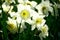 Closeup of Paperwhite narcissus in a field under the sunlight with a blurry background