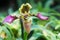 Closeup of Paphiopedeilum or Lady slipper orchid