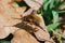 Closeup on a parasitic dark-edged, or large bee-fly, Bombylius major, resting on the soil