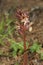 Closeup on a parasitic Thyme Broomrape , Orobanche alba, in the Austrian alps