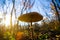 closeup Parasol mushroom in a light of sun