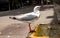 Closeup of parched seagull drinking from man-made water fountain