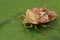 Closeup on the Parent bug, Elasmucha grisea sitting on a green leaf