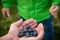 Closeup of parent\'s hands full of organic blueberries and child going to try berries. Family picking up blueberries