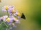 Closeup of a parnara guttata butterfly on Tatarian aster flowers in a field