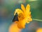 Closeup of a parnara guttata butterfly on a yellow garden cosmos flower in a field