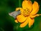 Closeup of a parnara guttata butterfly on a yellow garden cosmos flower in a field