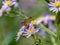 Closeup of a Parnara guttata on Tatarian aster flowers in a field under the sunlight