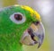 Closeup Parrot.