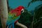 Closeup of a parrot sitting on a bench of a tree