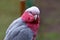 Closeup of a parrot, South Africa