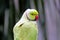 Closeup of a parrot, South Africa