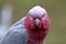 Closeup of a parrot, South Africa