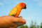 Closeup parrot, Sun Conure Aratinga solstitialis on hand