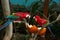 Closeup of parrots sitting on a bench of a tree