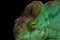 Closeup Parson Chameleon, Calumma Parsoni Orange Eye on Black