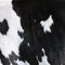 Closeup of part black and white hide of spotted cow