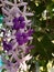 Closeup part of blossom flower bouquet of Sandpaper vine, Queens Wreath, Purple Wreath, Petrea volubilis L.