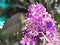 Closeup part of blossom flower bouquet of Sandpaper vine, Queens Wreath, Purple Wreath, Petrea volubilis L.