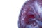 Closeup of part of fresh juicy ripe purple plum with white background