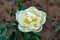 Closeup of partially open white tulip with yellow center. A beautiful tulip closeup.