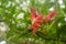 Closeup of Passiflora racemosa