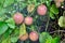 Closeup of passionfruit growing in the wild in Hawaii