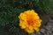 Closeup of pastel orange flower head of french marigold