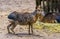 Closeup of a patagonian mara standing in the sand, Near threatened rodent specie from Patagonia