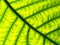 Closeup Pattern Of A Green Leaf