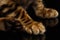 Closeup Paws of Bengal Kitty on Black