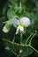 Closeup of a pea blossom above twisting tendrils