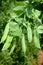 Closeup on pea plant with pods