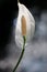 Closeup of peace lily