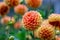 Closeup of Peach Dahlias and colorful background