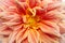 Closeup of Peach Orange Dahlia Flower