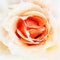 Closeup Peach Rose Fine Art